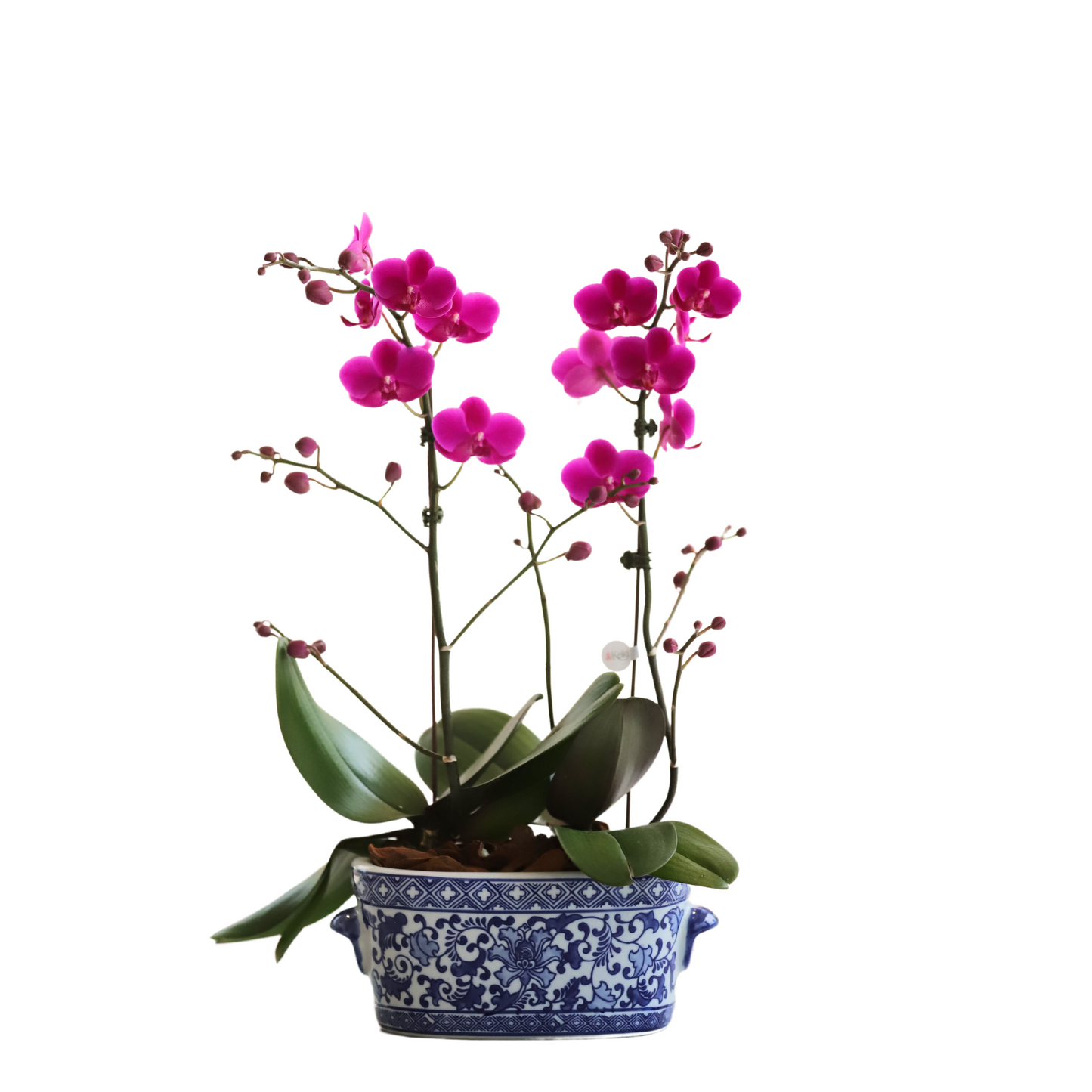 Arreglo de Orquídea - Cerámica Premium - 2 varas minis