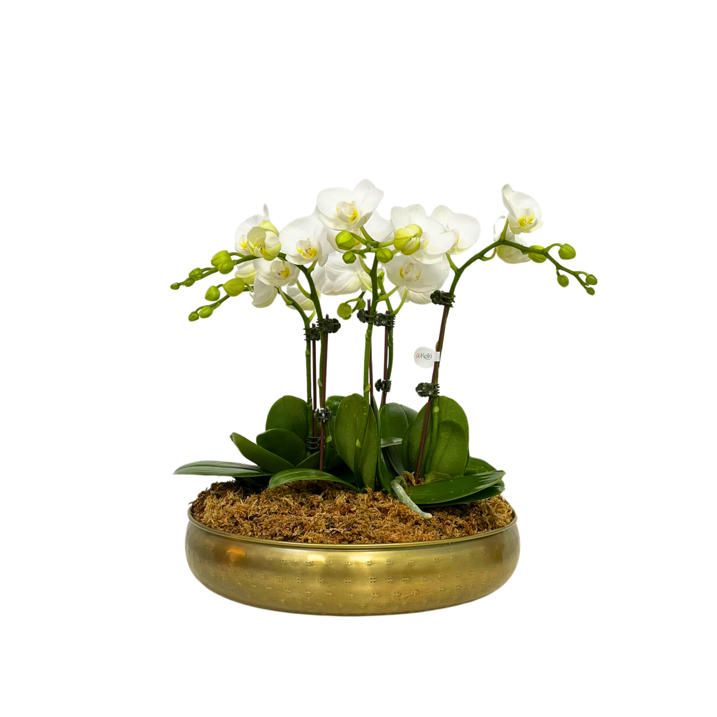 Arreglo de Orquídeas Metal dorado - 5 varas minis