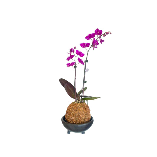 Kokedama - Cerámica Ñai’upo – 1 doble vara mini