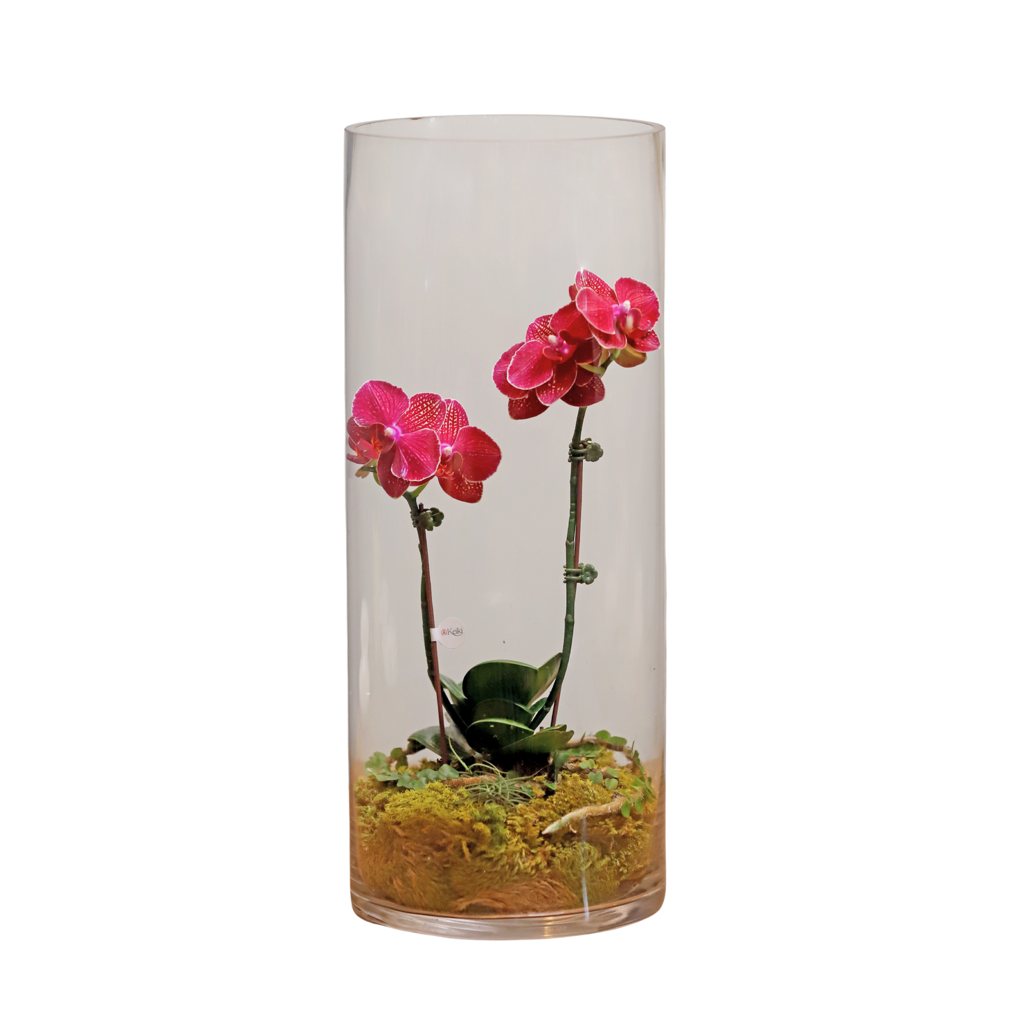 Arreglo de Orquídeas - Terrarios – 1 vara mini