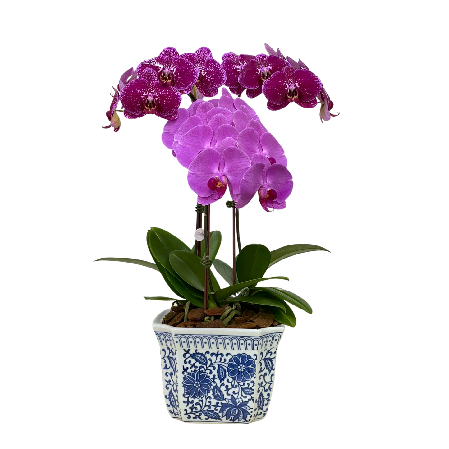 Arreglo de Orquídea - Cerámica Premium - 3 varas grandes