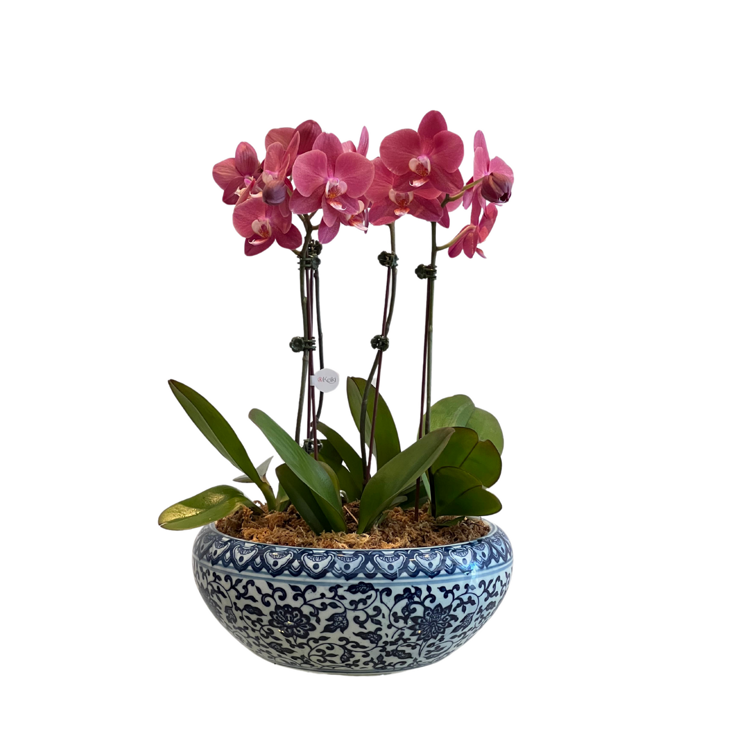 Arreglo de Orquídea - Maceta Chinoiserie - 4 varas minis