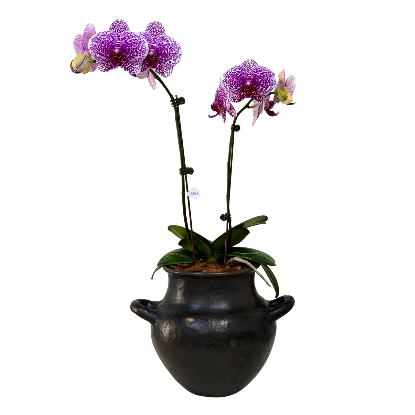 Arreglo de Orquídea - Cerámica Nacional Ñai’upo - 1 doble vara grande