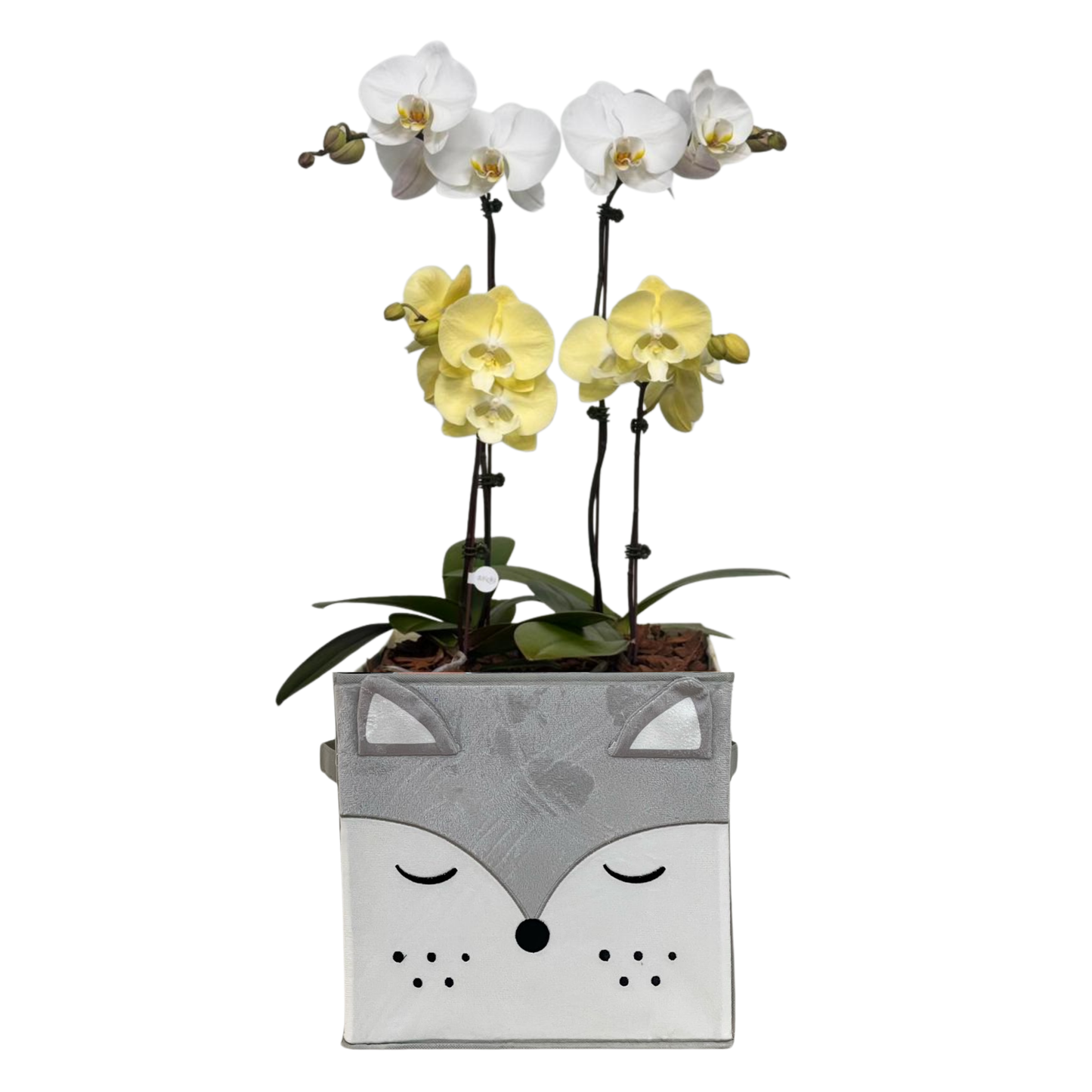 Arreglo de Orquídea - Nacimientos - 4 varas grandes
