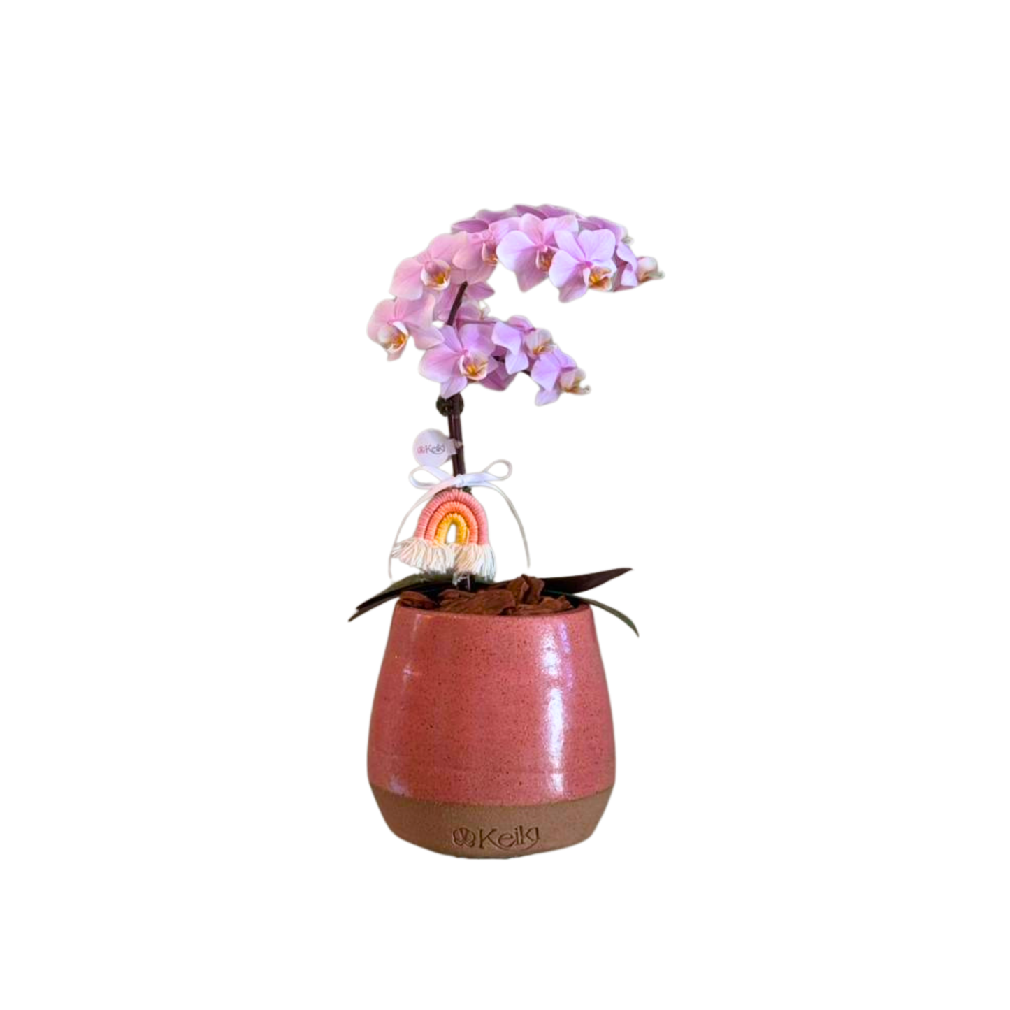 Arreglo de Orquídea - Nacimientos - 1 vara mini