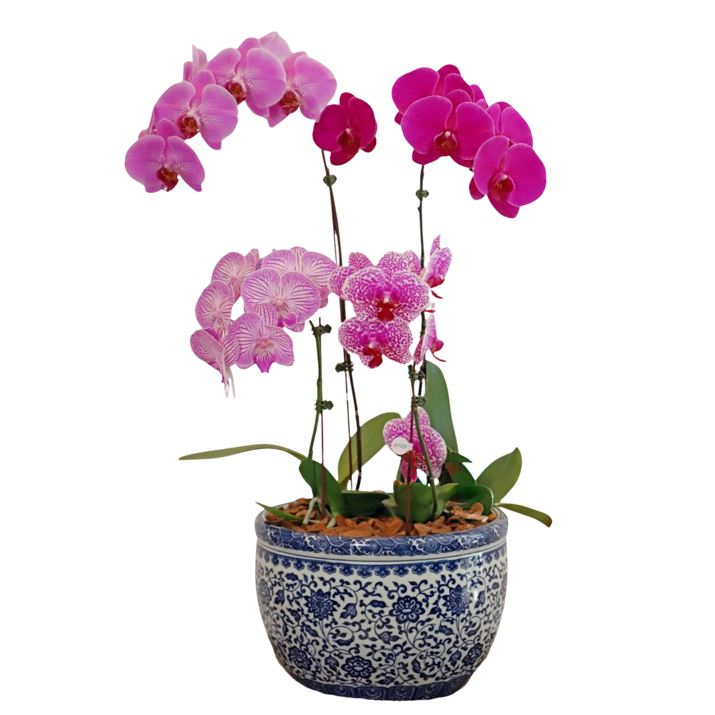 Arreglo de Orquídea - Cerámica Premium - 4 varas grandes