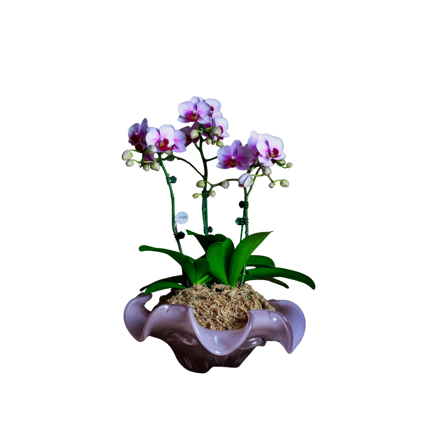 Arreglo de Orquídeas - Cristal de murano – 3 varas minis