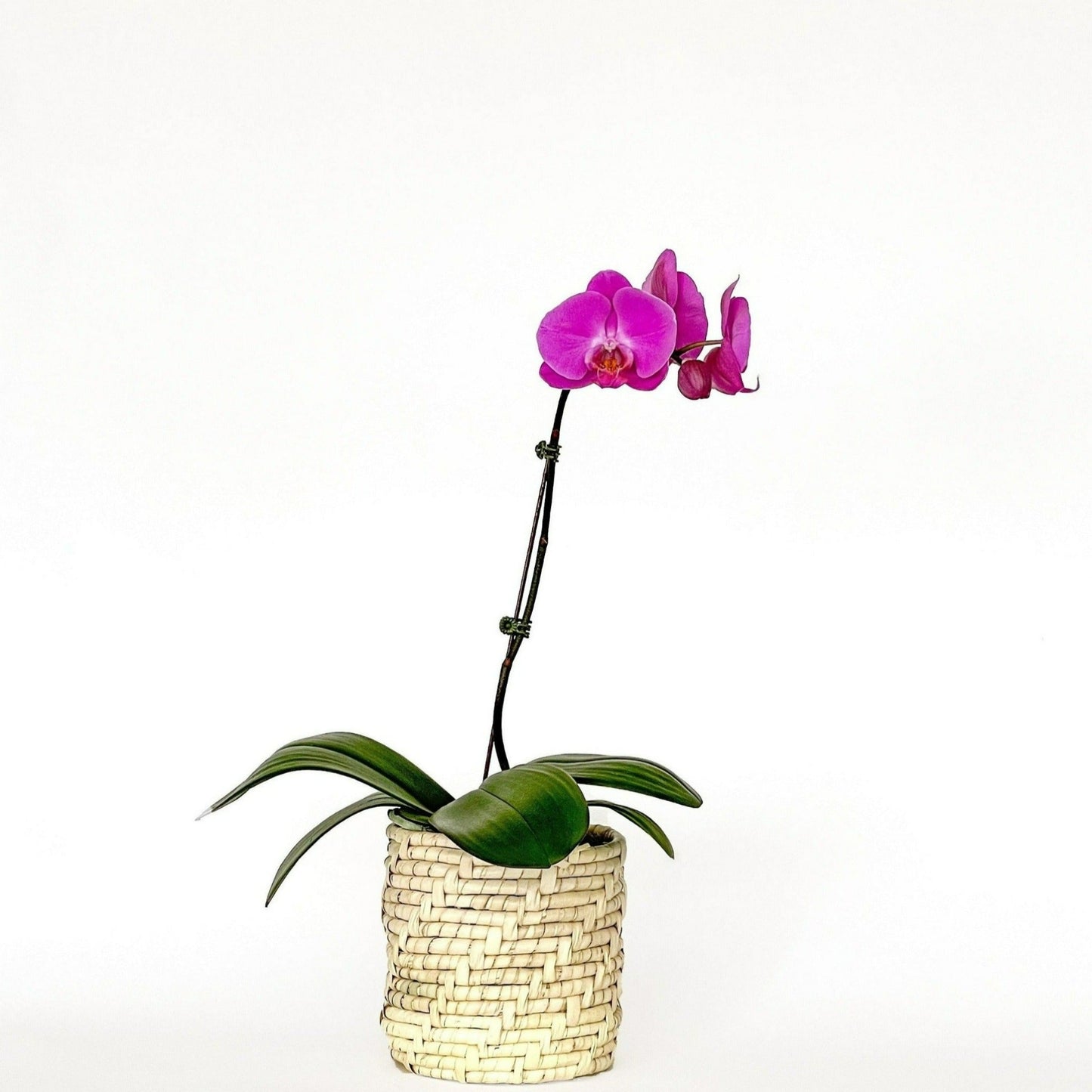 Arreglo de Orquídea - Karanday - 1 vara Grande