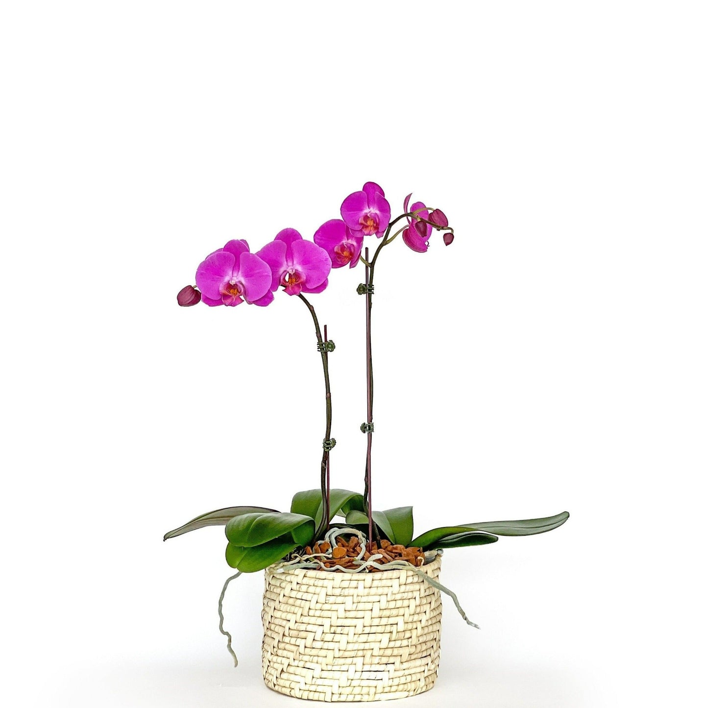 Arreglo de Orquídea - Karanday - 2 varas Grande