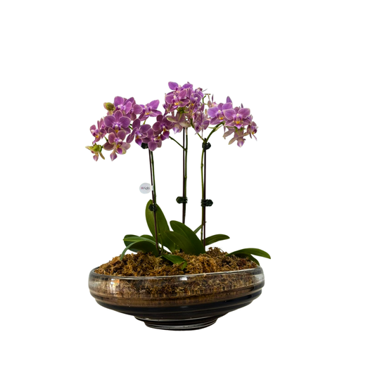 Arreglo de Orquídeas - Cristal de murano – 4 varas minis