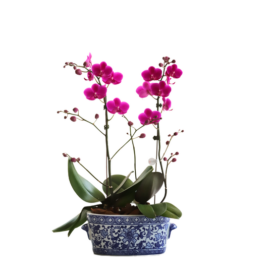 Arreglo de Orquídea - Cerámica Premium -  2 varas minis