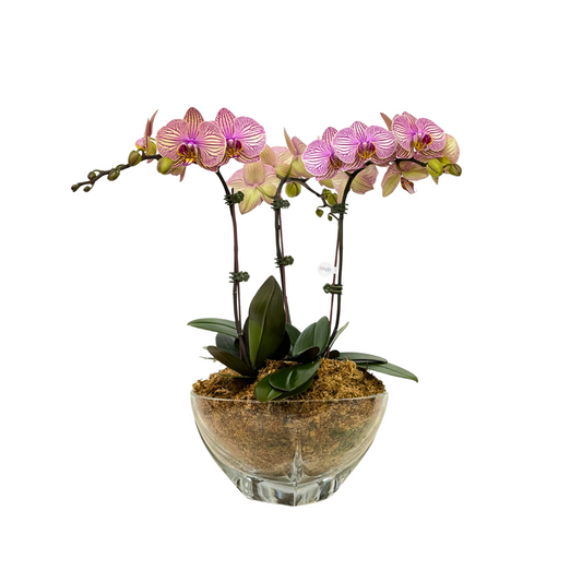 Arreglo de Orquídeas - Cristal Nachtmann  – 3 varas grandes