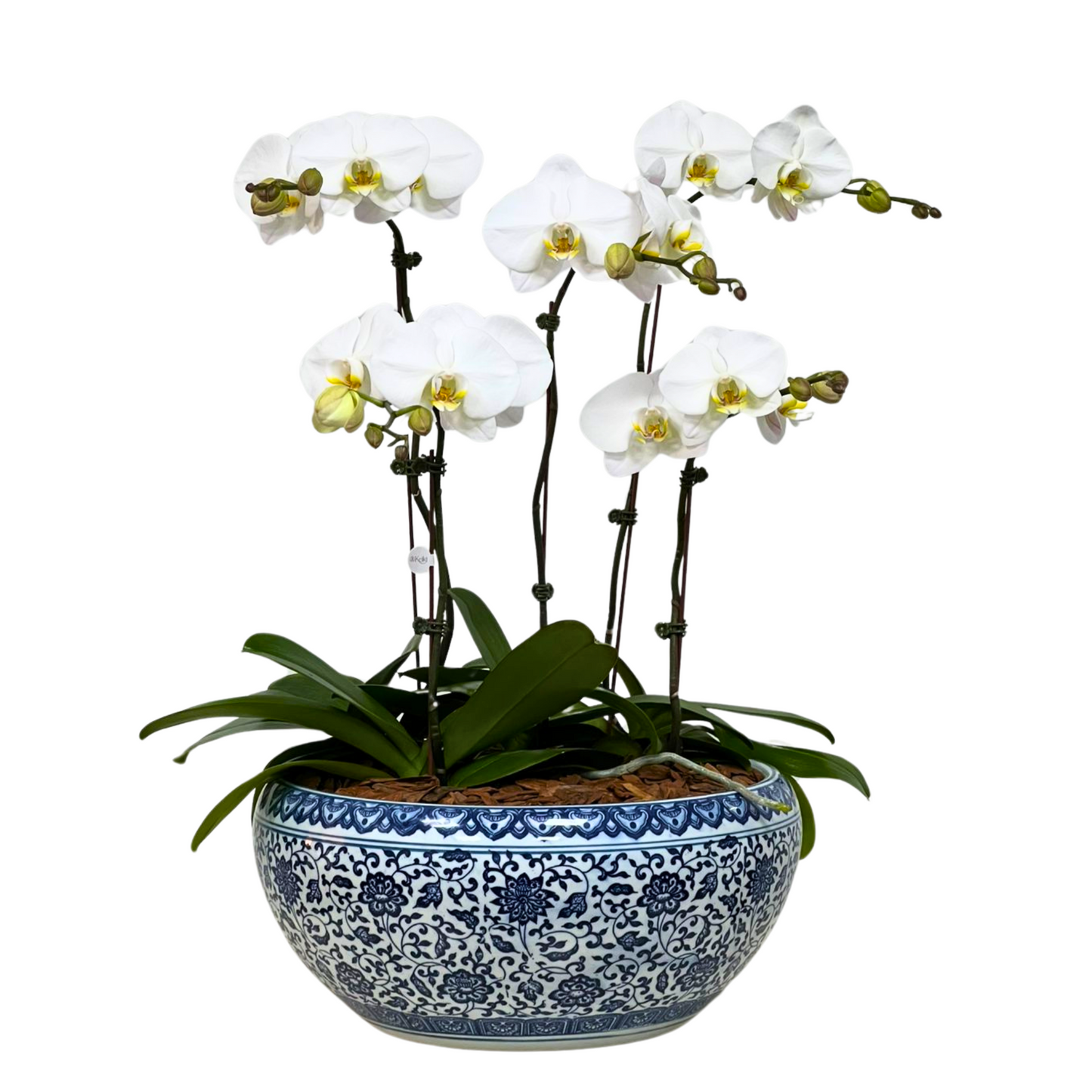 Arreglo de Orquídea - Maceta Chinoiserie -  5 varas grandes