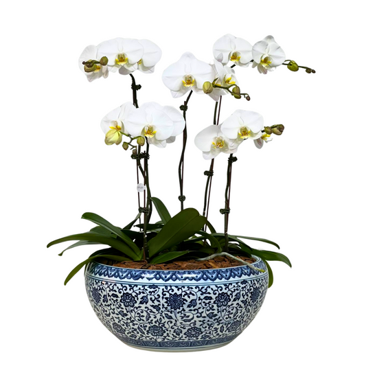 Arreglo de Orquídea - Maceta Chinoiserie -  5 varas grandes