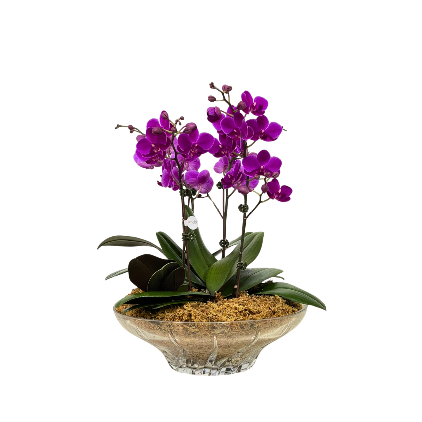 Arreglo de Orquídeas - Cristal Nachtmann  – 4 varas minis