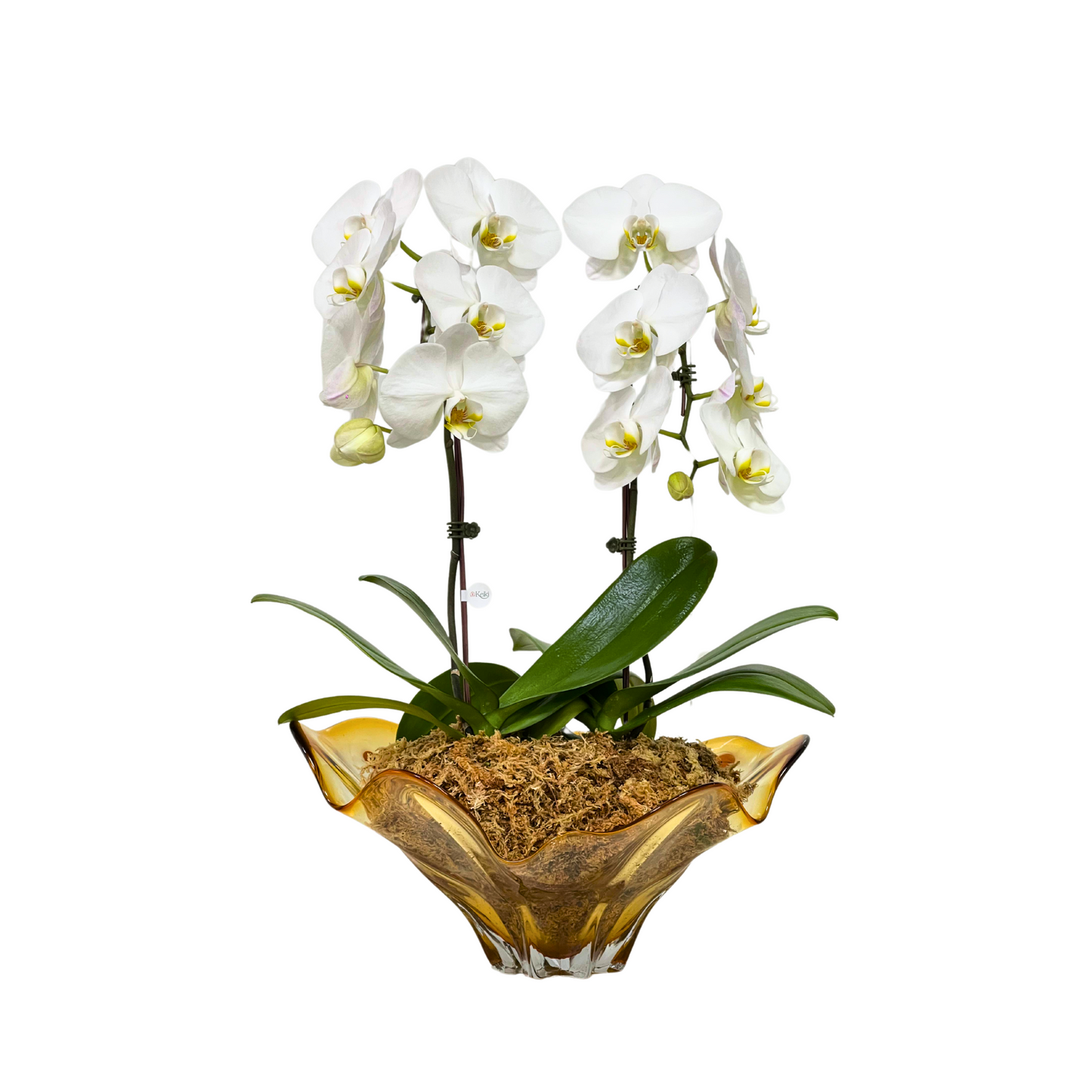 Arreglo de Orquídeas - Cristal de murano – 2 varas grandes