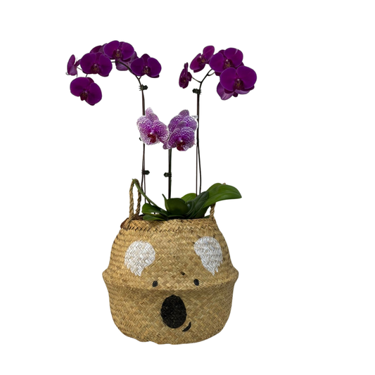 Arreglo de Orquídea - Cesto koala - 3 varas grandes