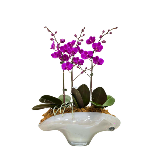 Arreglo de Orquídeas - Cristal de murano – 3 varas minis