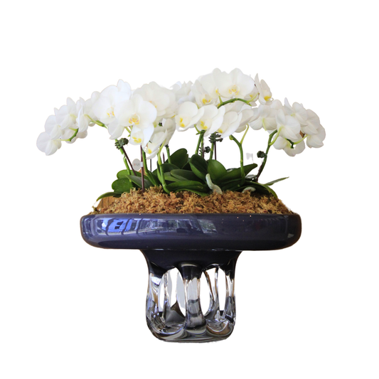 Arreglo de Orquídeas - Cristal de murano – 5 varas minis