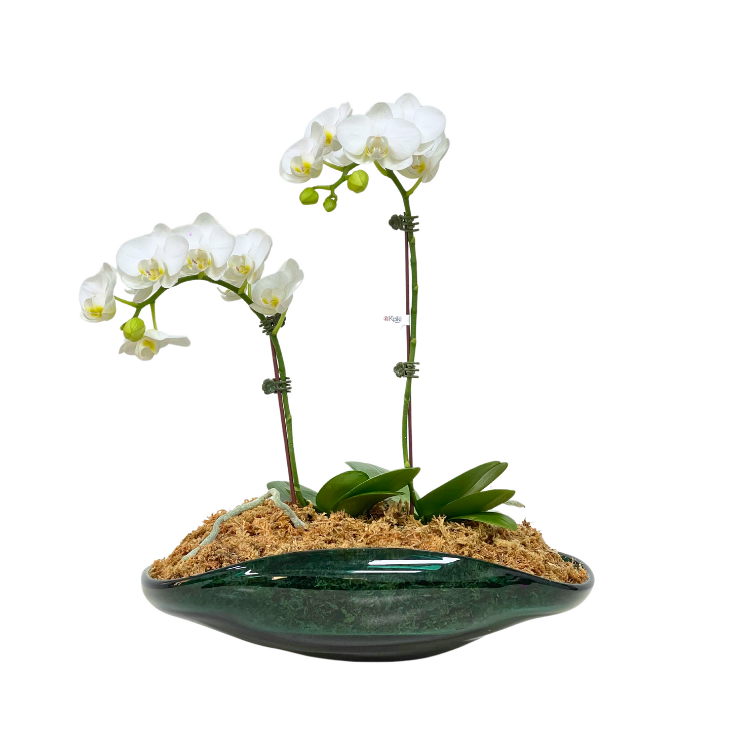 Arreglo de Orquídeas - Cristal de murano – 2 varas minis