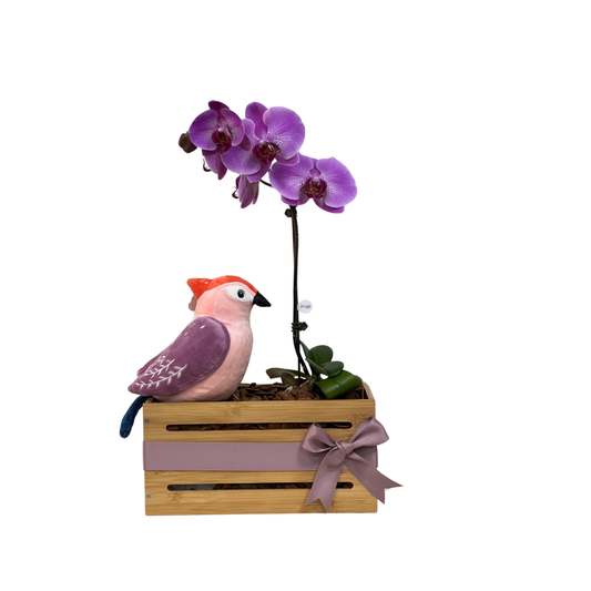 Arreglo de Orquídea - Bebé - bambú pequeño con peluche de pajarito - 1 vara grande