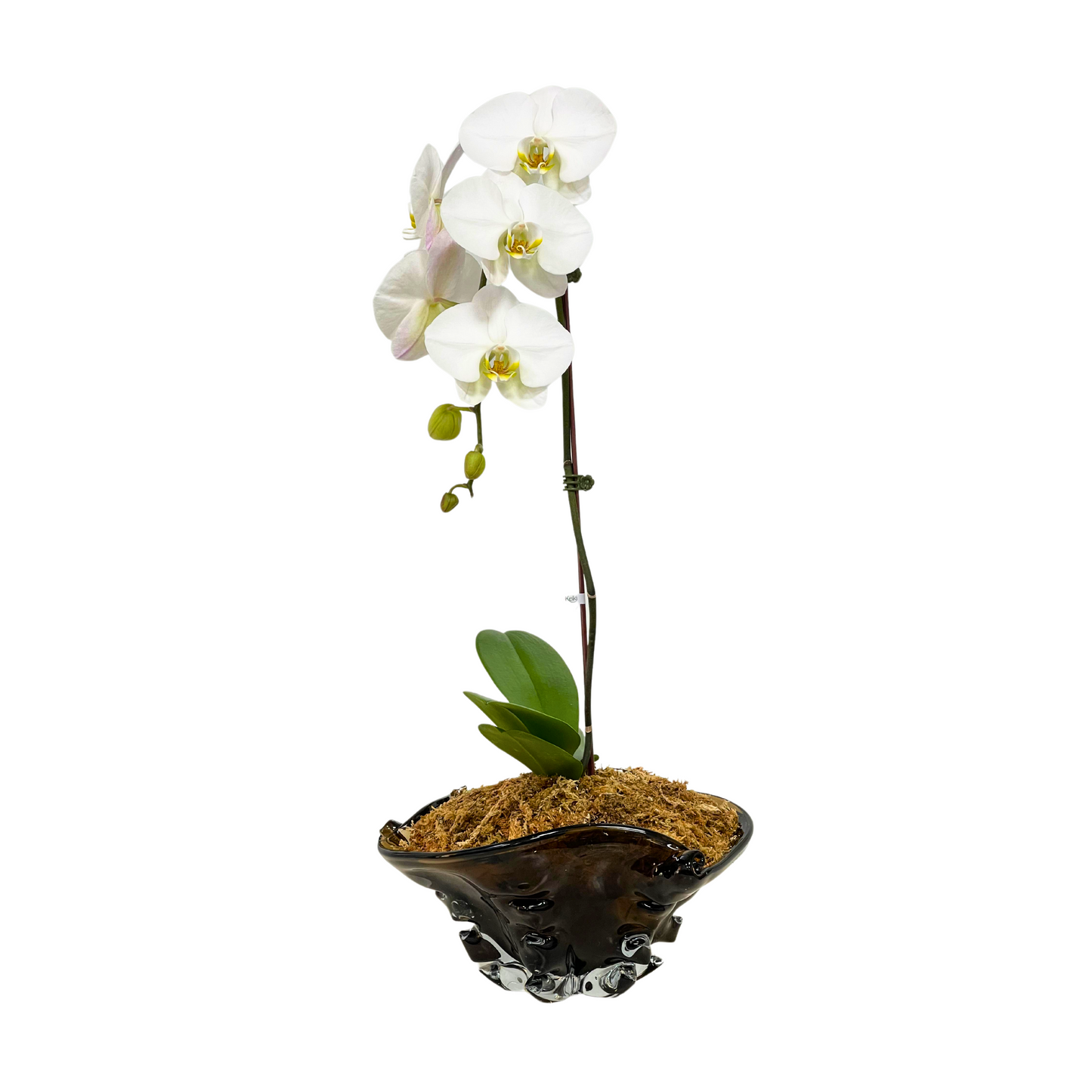 Arreglo de Orquídeas - Cristal de murano – 1 vara premium