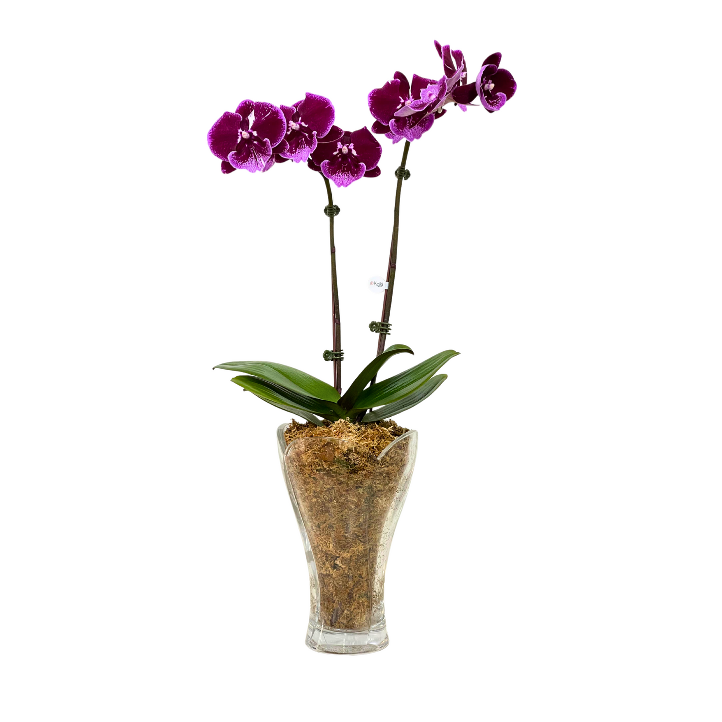 Arreglo de Orquídeas - Cristal Nachtmann  – 1 doble vara grande