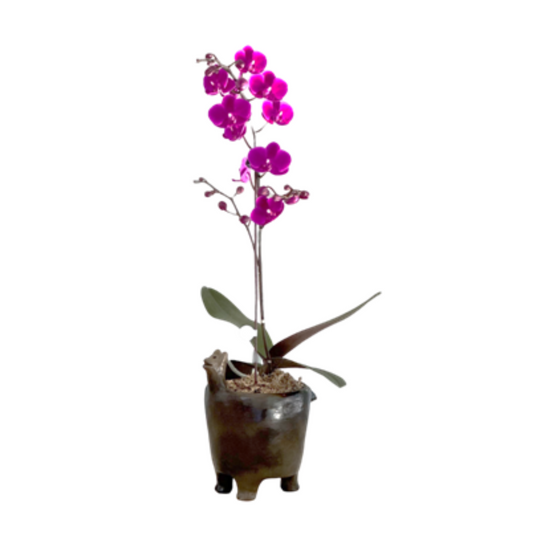 Arreglo de orquídeas - Julia Isidrez - 1 vara mini