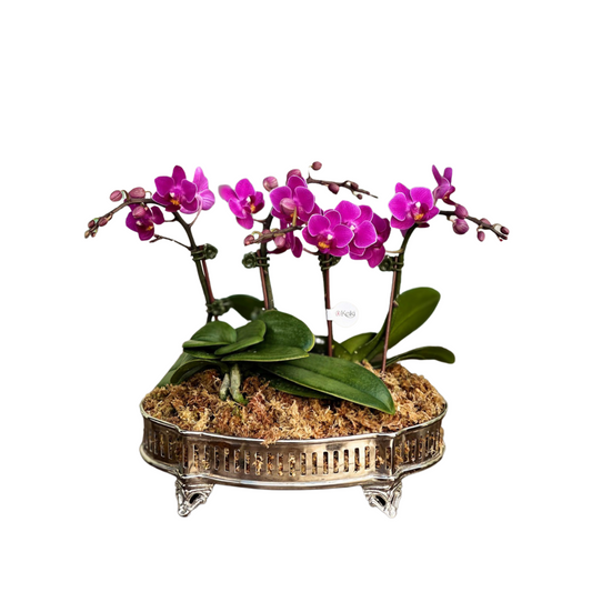 Arreglo de Orquídeas - Silver - 2 doble varas minis