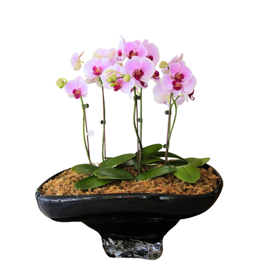 Arreglo de Orquídeas - Cristal Murano – 4 varas grandes