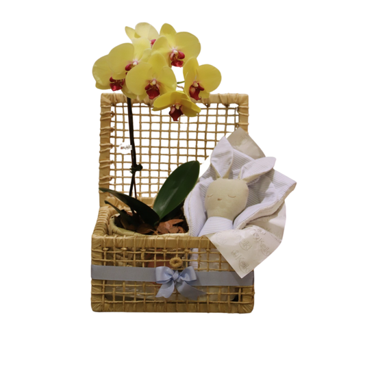 Arreglo de Orquídea - Caja chala pequeña - set ternura celeste - 1 vara grande