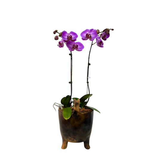 Arreglo de orquídeas - Julia Isidrez -2 varas grandes