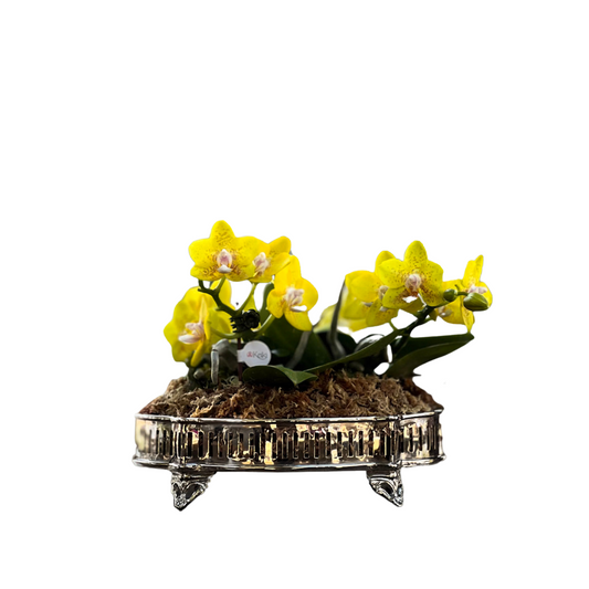 Arreglo de Orquídeas - Silver - 3 varas minis