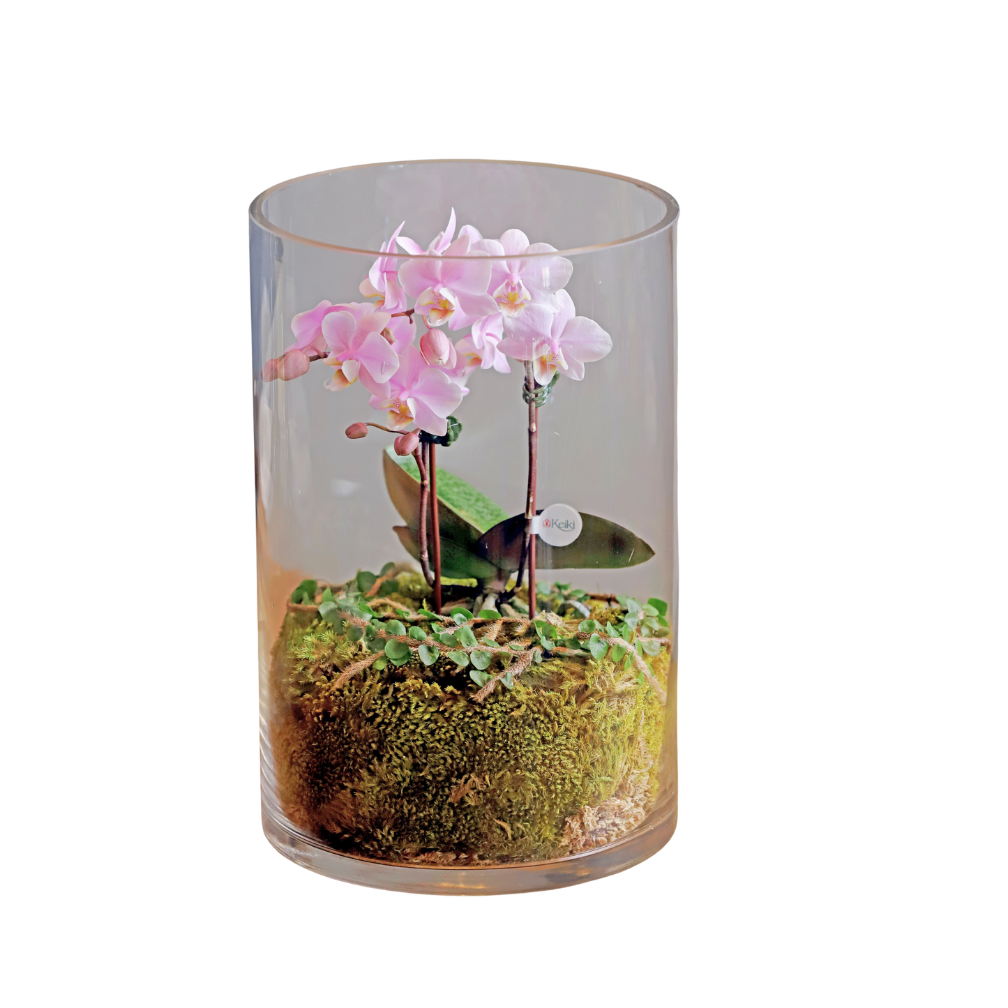 Arreglo de Orquídeas - Terrarios  – 1 vara mini