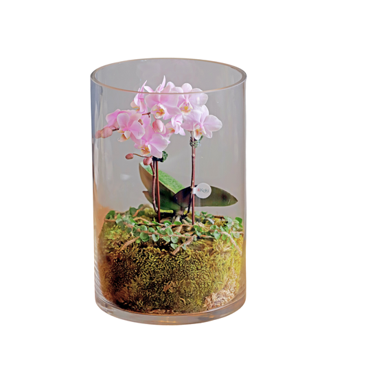 Arreglo de Orquídeas - Terrarios  – 1 vara mini