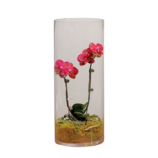 Arreglo de Orquídeas - Terrarios  – 1 vara mini