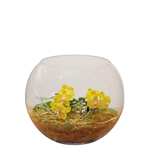Arreglo de Orquídeas - Terrarios – 2 varas minis