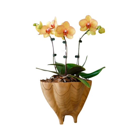 Arreglo de Orquídeas - Madera – 3 varas minis
