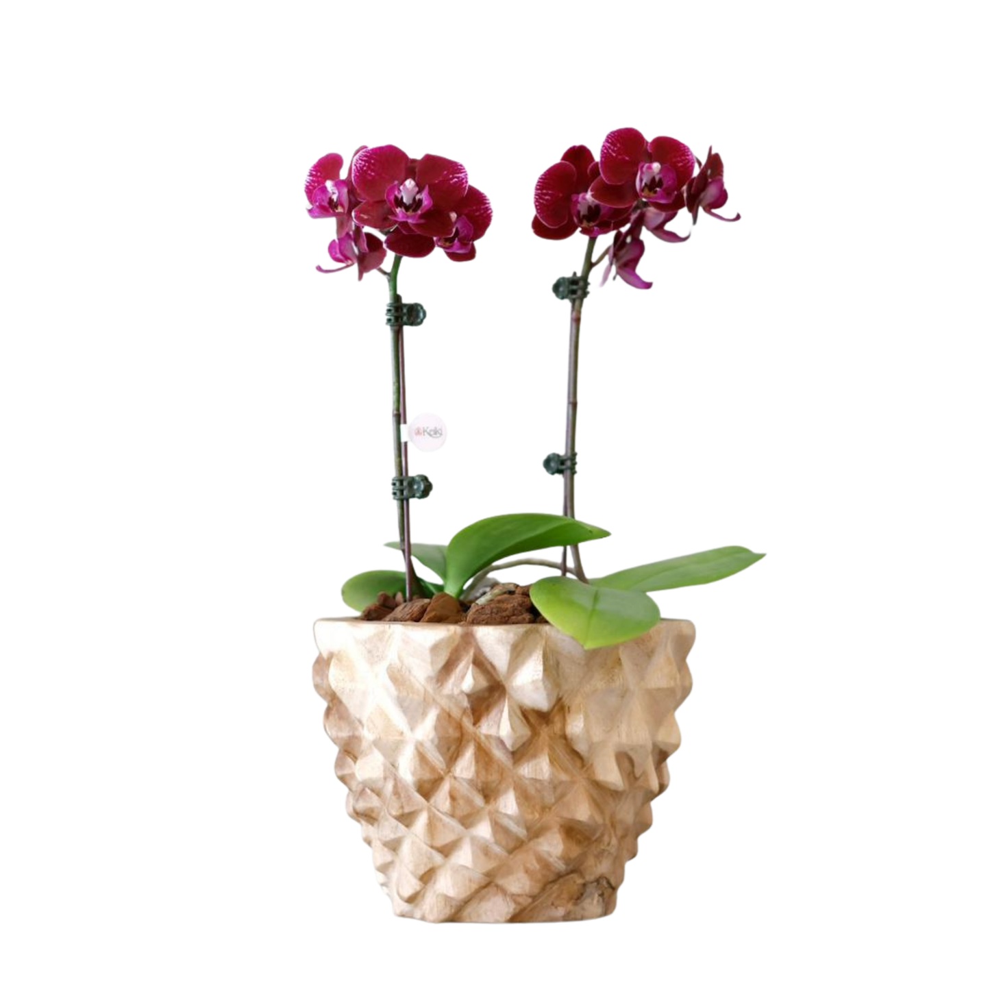 Arreglo de Orquídeas - Madera – 2 varas minis