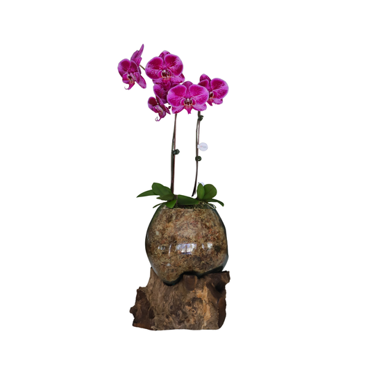 Arreglo de Orquídeas - Babilonia  – 1 doble vara grande