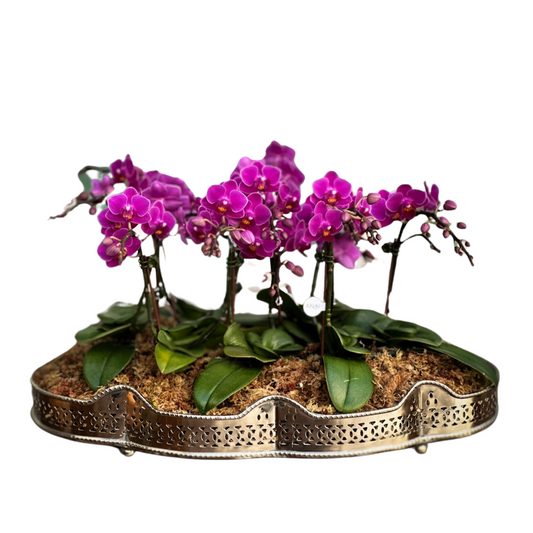 Arreglo de Orquídeas - Silver - 7 varas minis