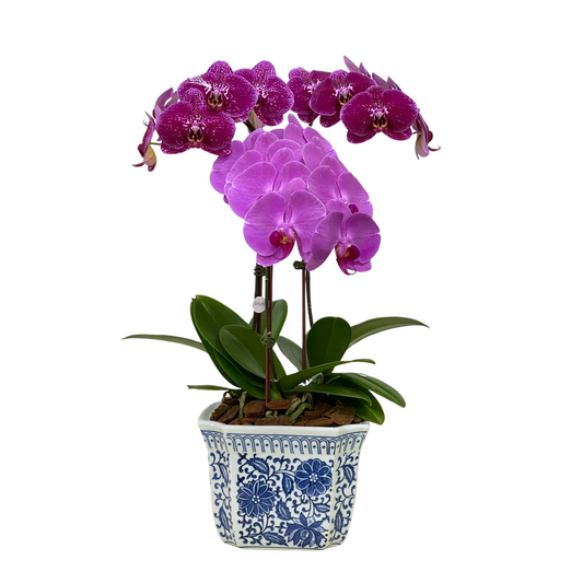 Arreglo de Orquídea - Cerámica Premium -  3 varas grandes