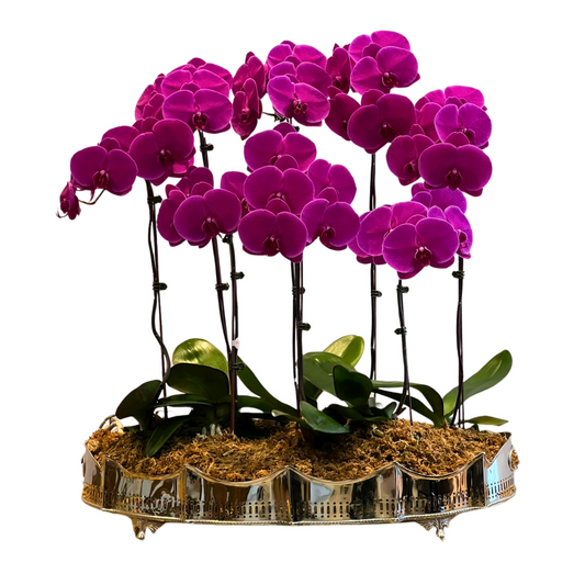 Arreglo de Orquídeas - Silver - 8 varas grandes