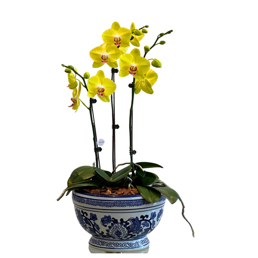 Arreglo de Orquídea - Maceta Chinoiserie -  3 varas grandes