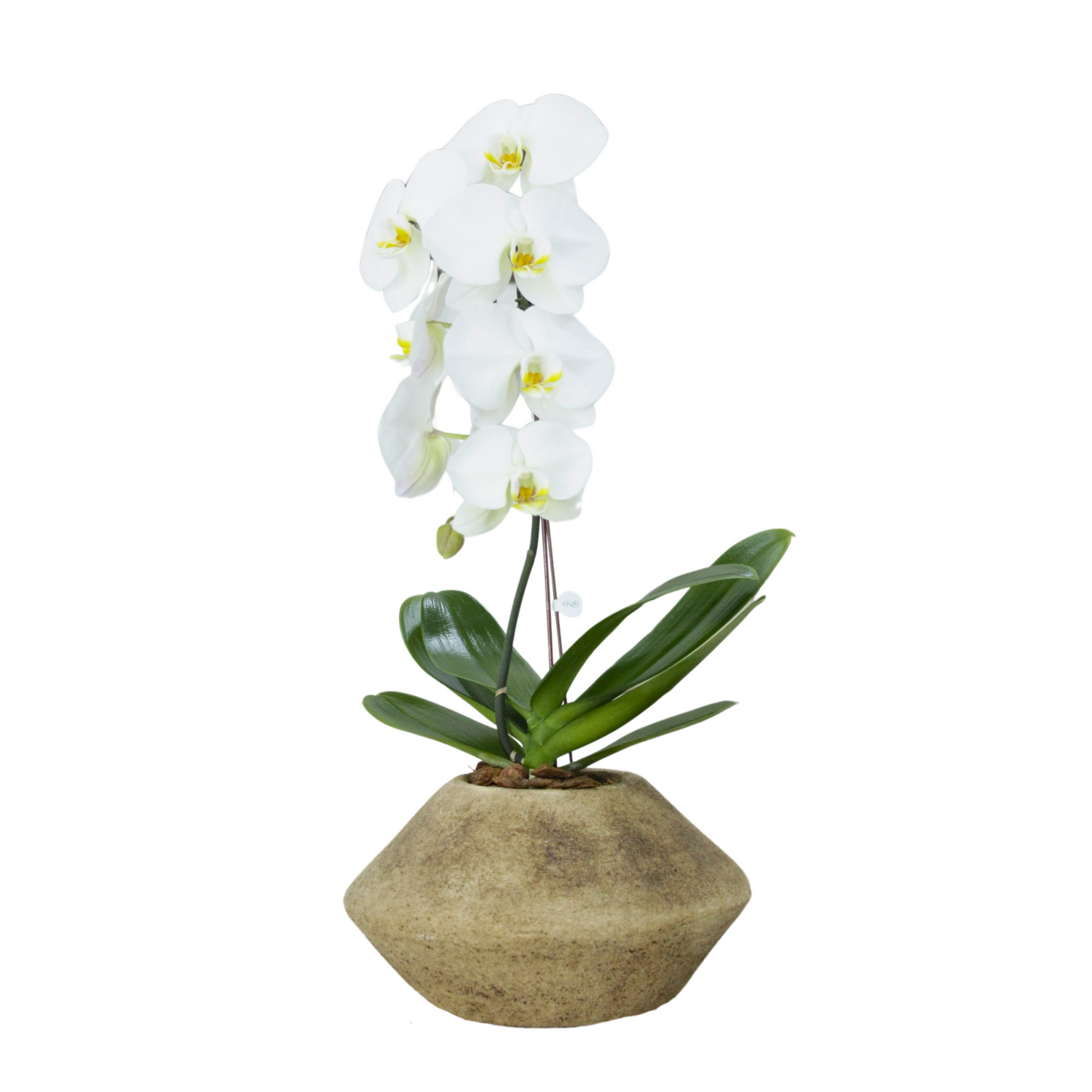 Arreglo de Orquídeas - Cerámica arenada - 1 vara premium