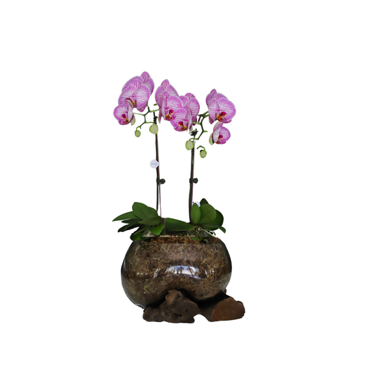 Arreglo de Orquídeas - Babilonia – 2 varas grandes