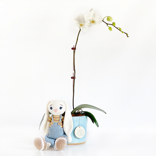Arreglo de Orquídea - Bebé - Cerámica Nacional - Celeste - 1 vara Grande