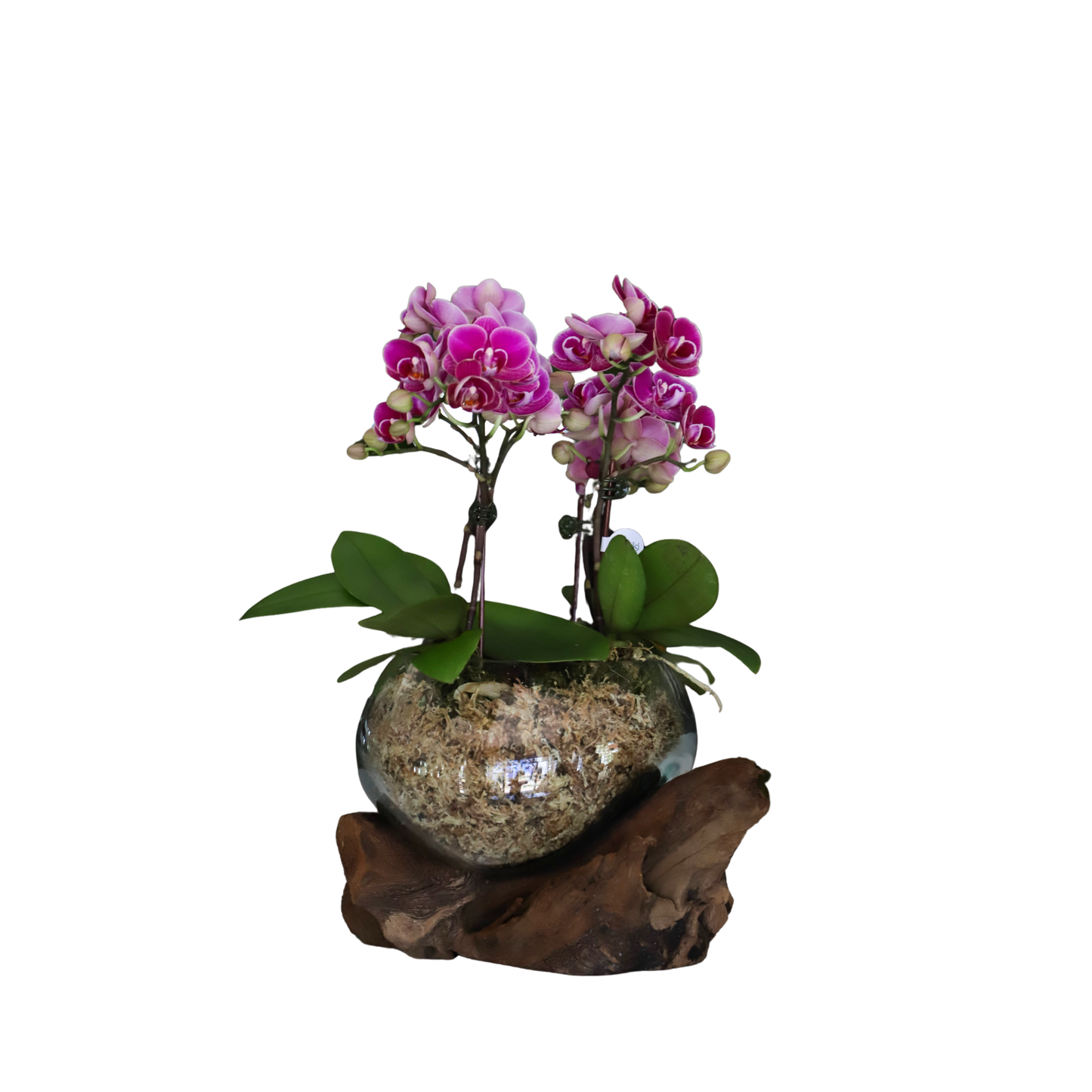 Arreglo de Orquídeas - Babilonia  – 4 varas minis