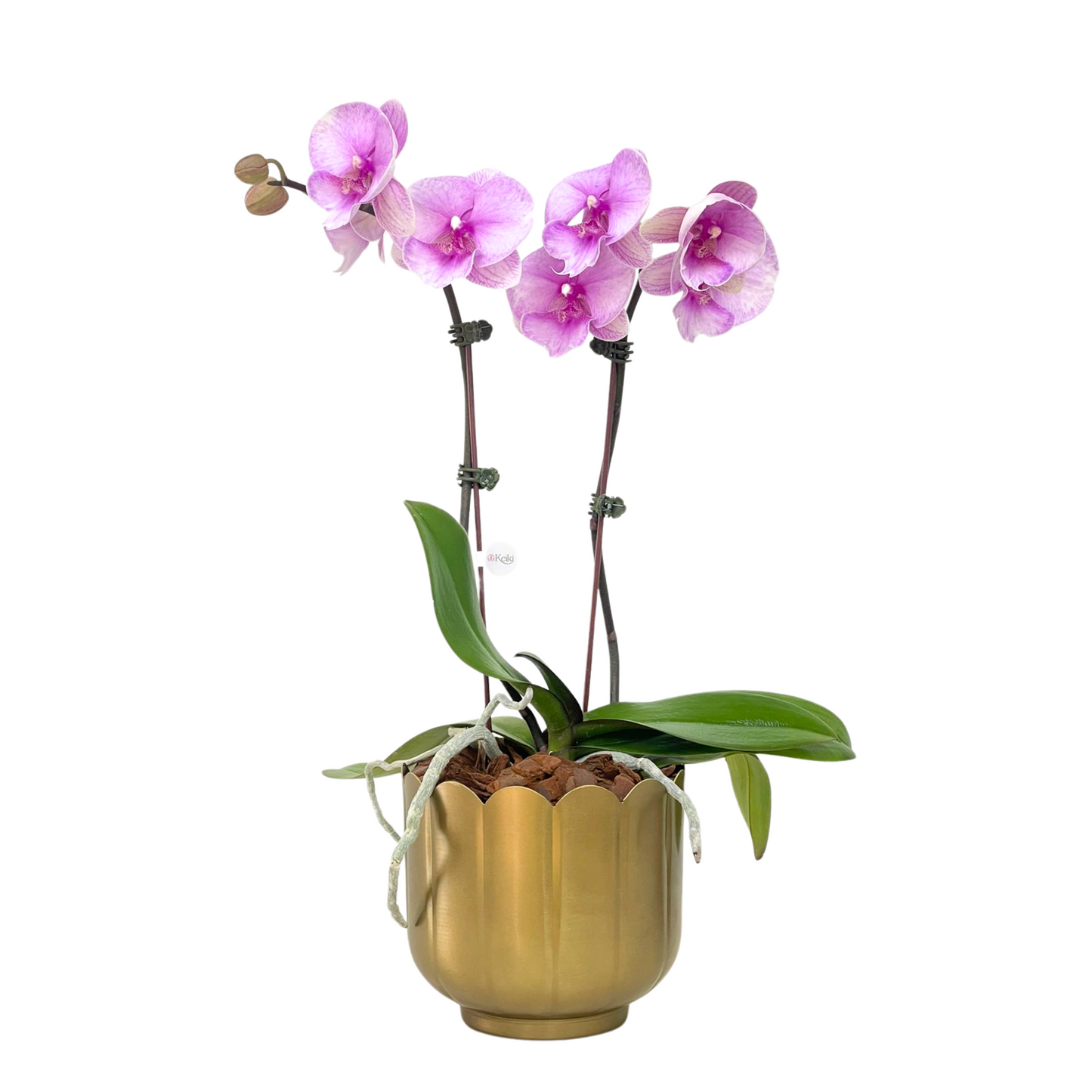 Arreglo de Orquídeas - Metal dorado  – 1 doble vara grande