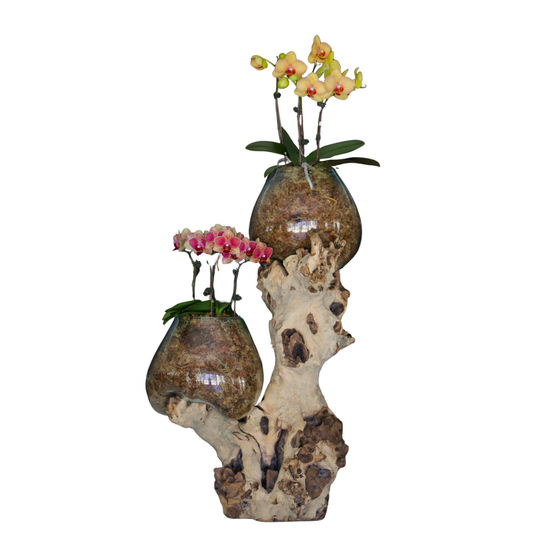Arreglo de Orquídeas - Babilonia  – 4 varas minis